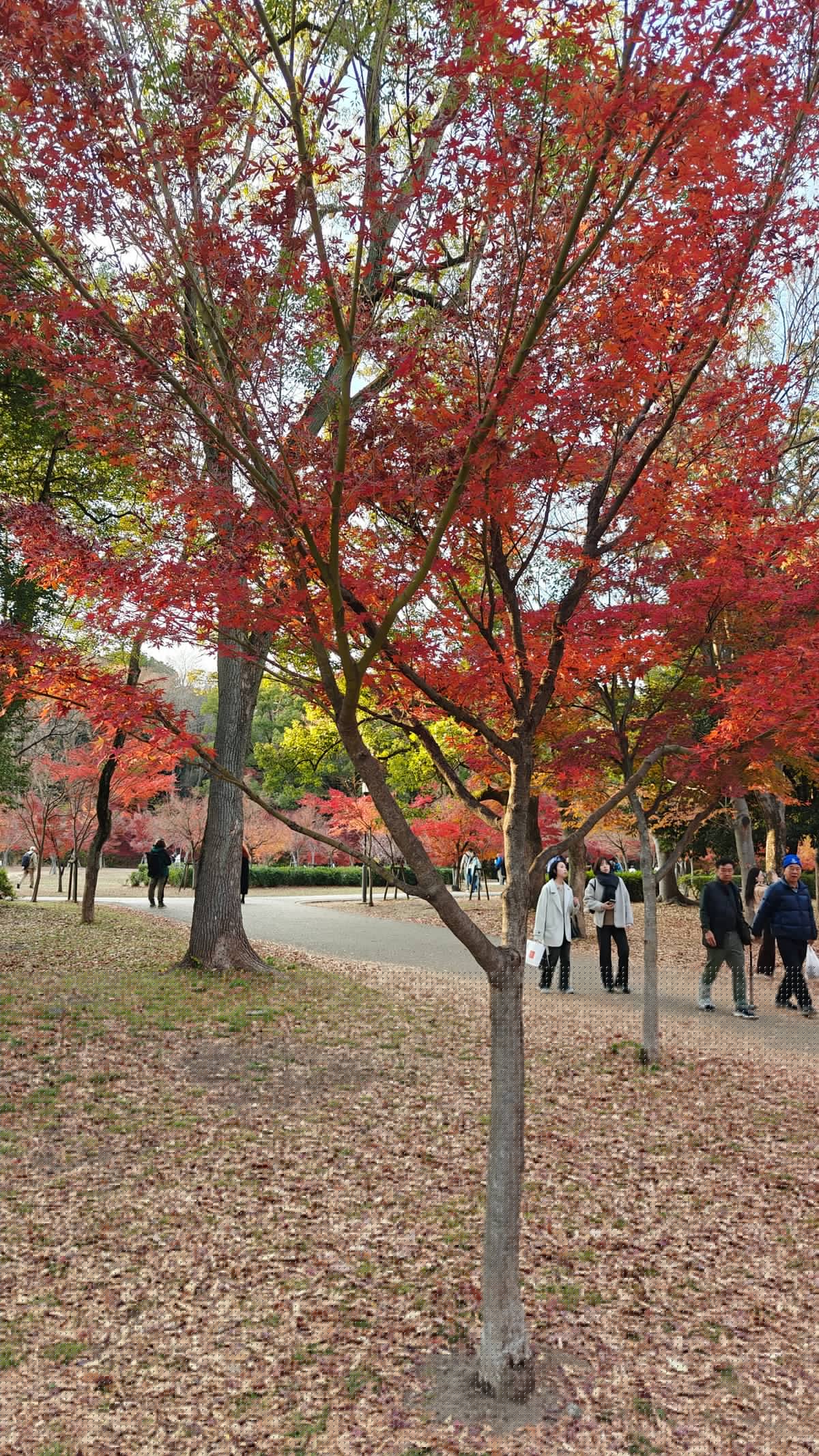 Vibrant red Japanese maple trees with fallen leaves