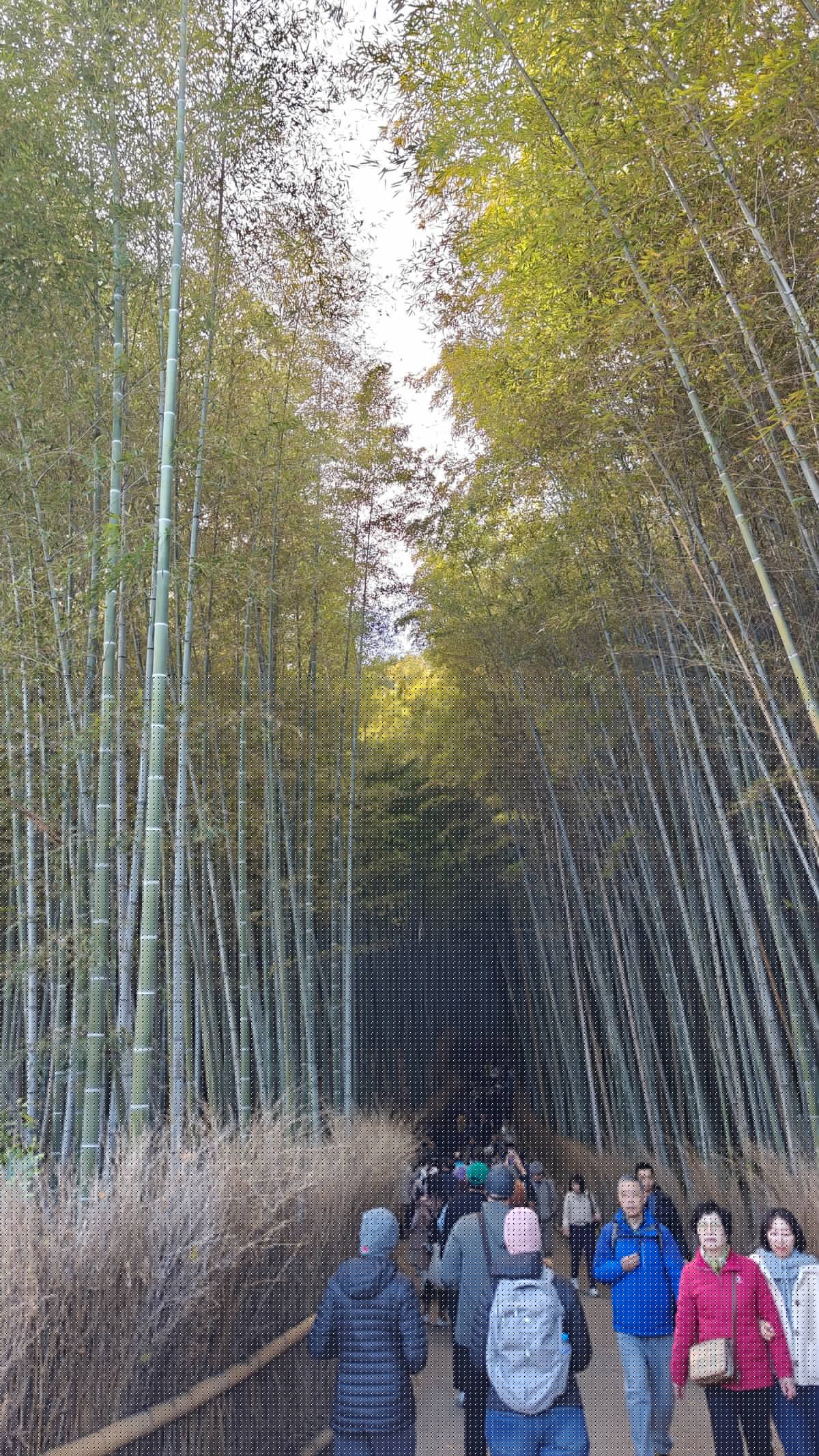 Visitors along the bamboo path looking down the