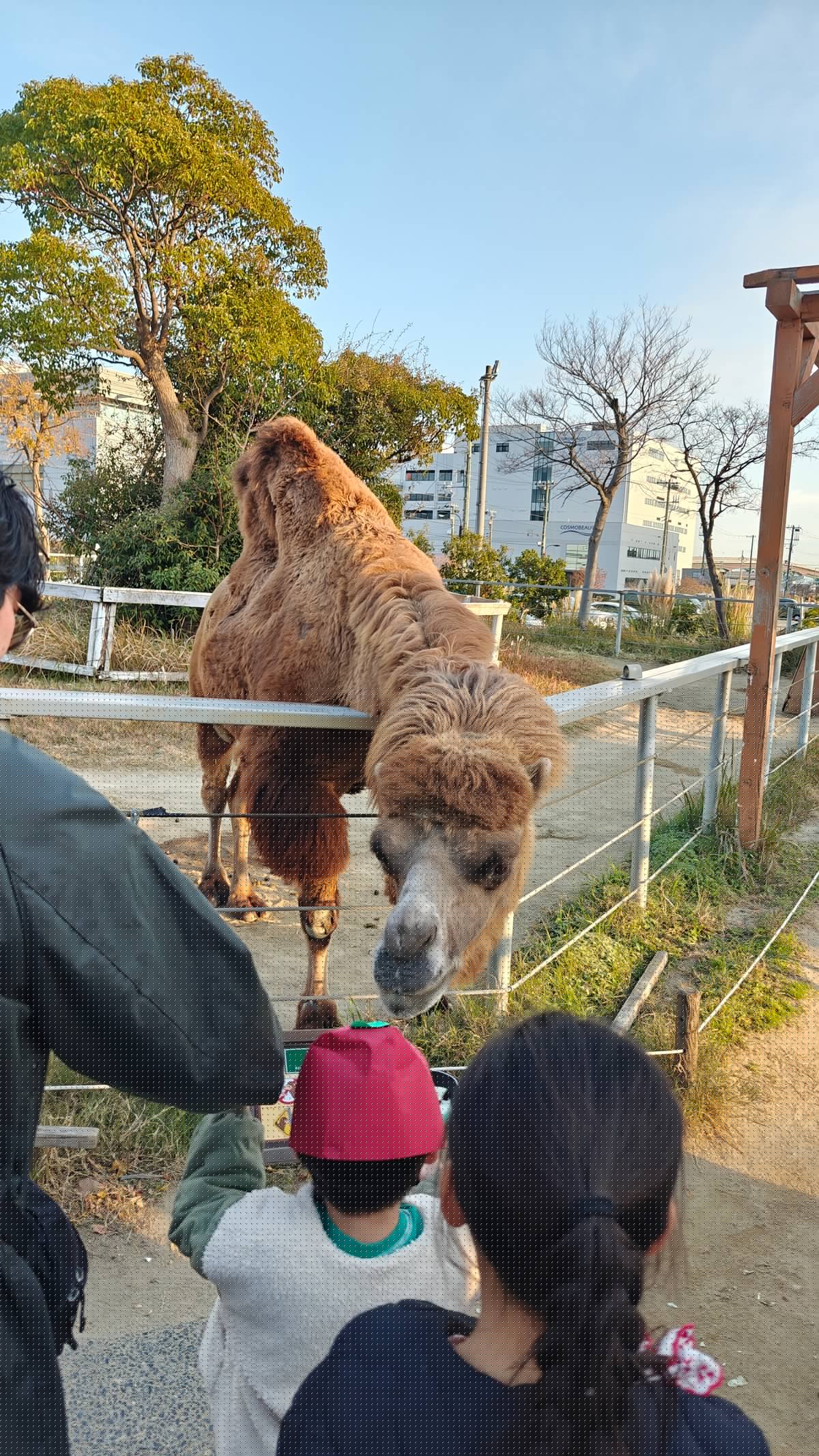 Visitors hand-feeding the camel