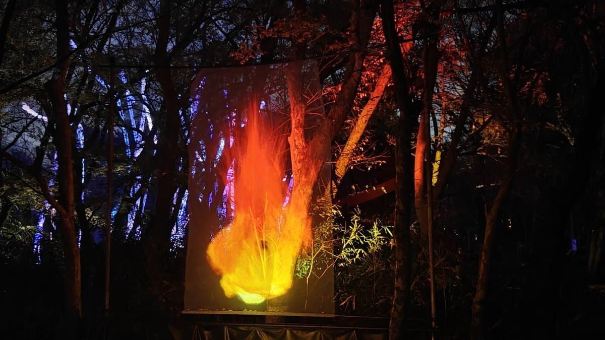 Vivid orange flames in dark forest