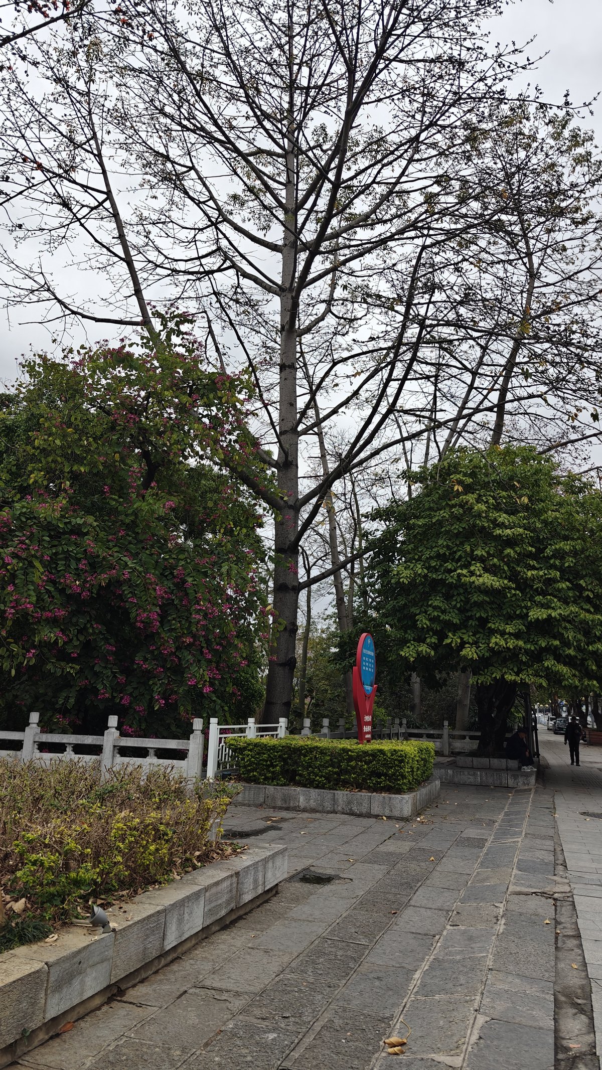 Walking path with flowering bushes