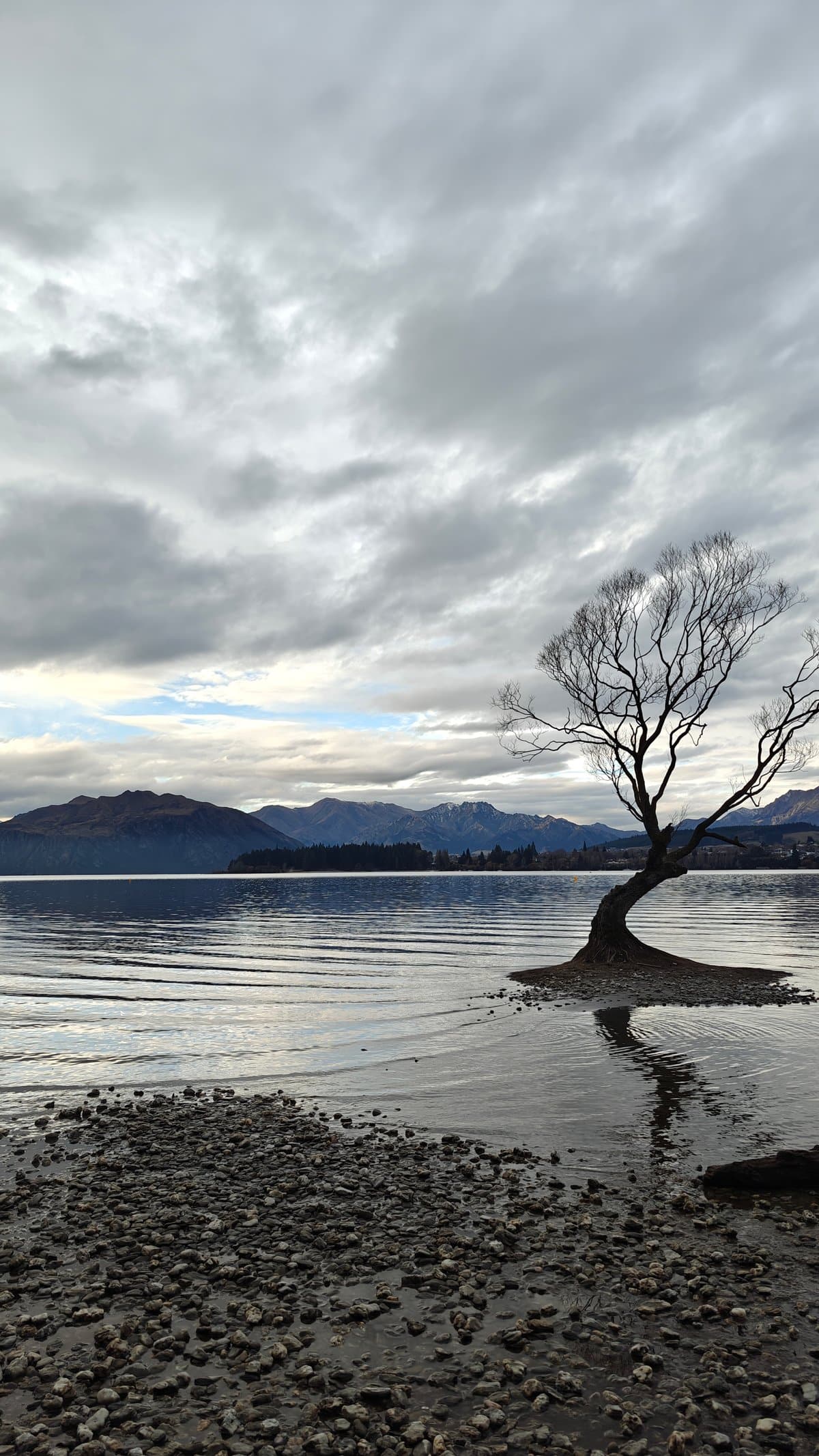 Wanaka Tree snow-dusted peaks