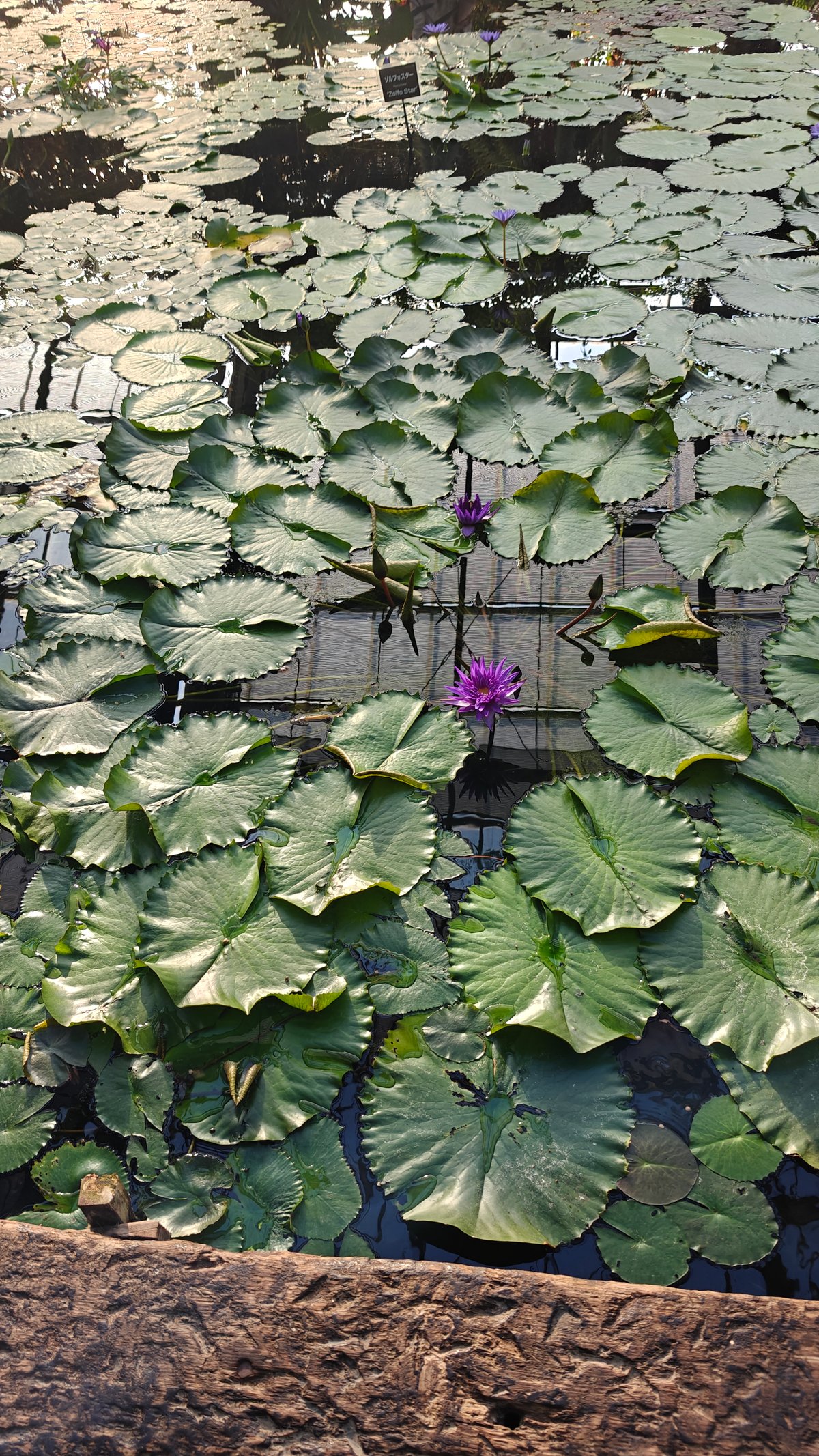 Water-lily pond in the Water Lilies hall, floating