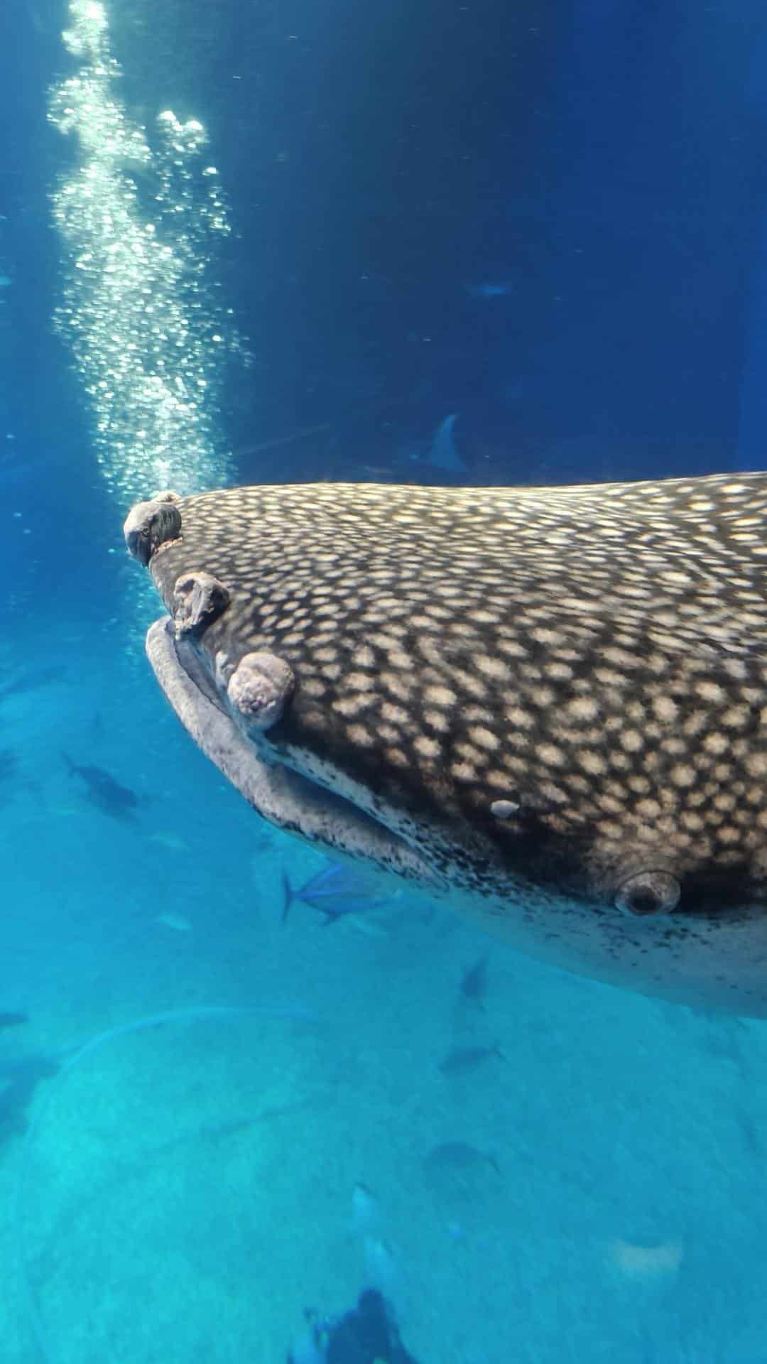 Whale shark swimming in aquarium