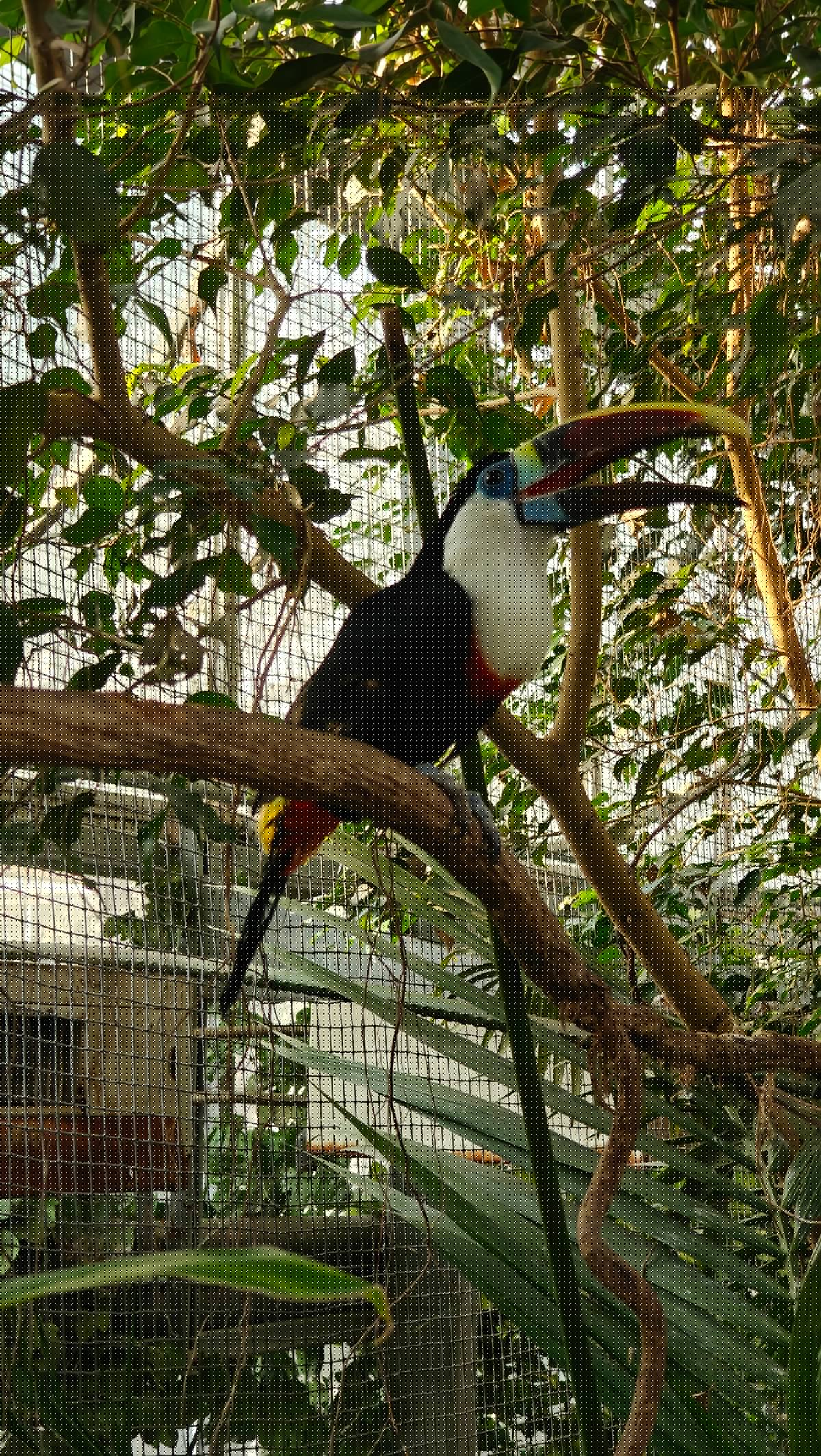 White-breasted toucan on perch