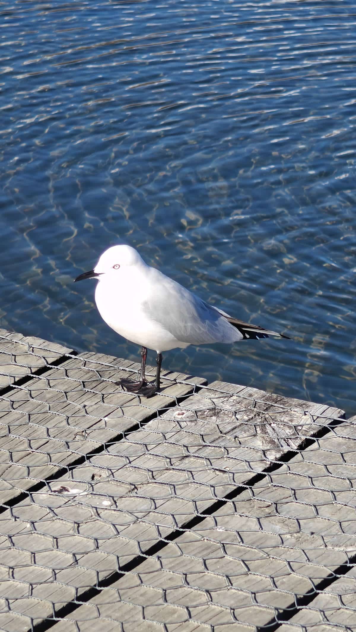 White-grey gull at lakeside edge