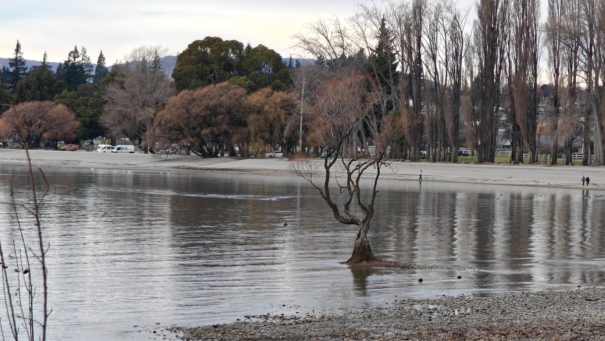 Wide establishing view of That Wanaka Tree standing