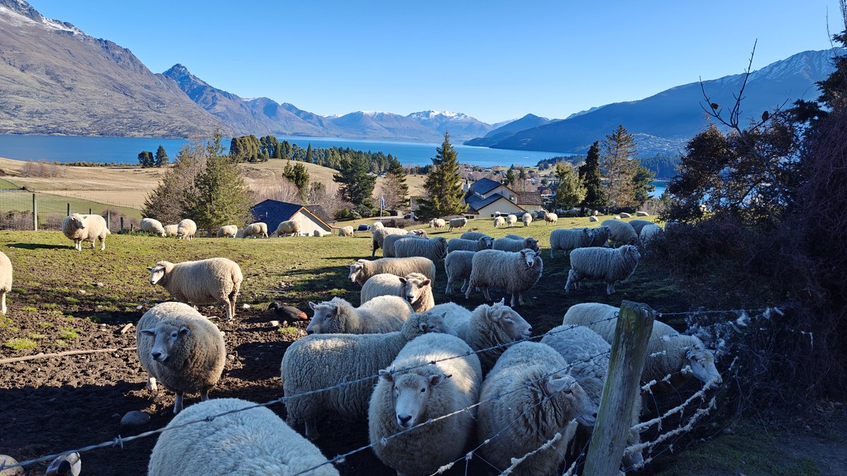Wide view of a sheep flock on the