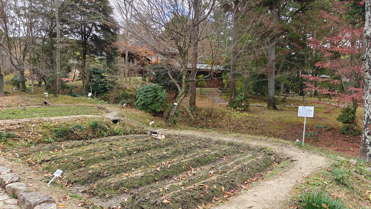 Wide view of garden beds with dormant plants,