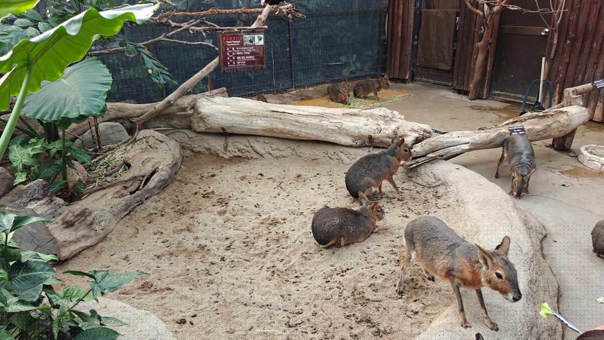 Wide view of the sandy Patagonian mara enclosure,