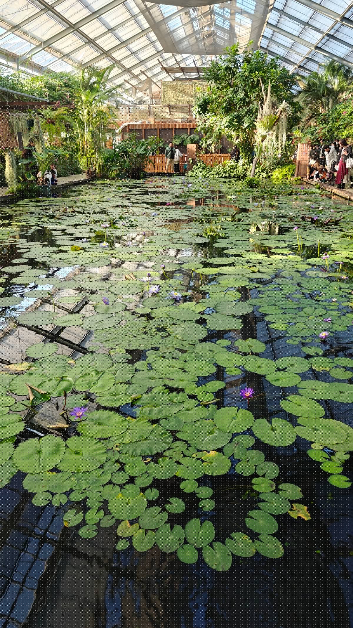 Wide view of the Water Lilies hall: the