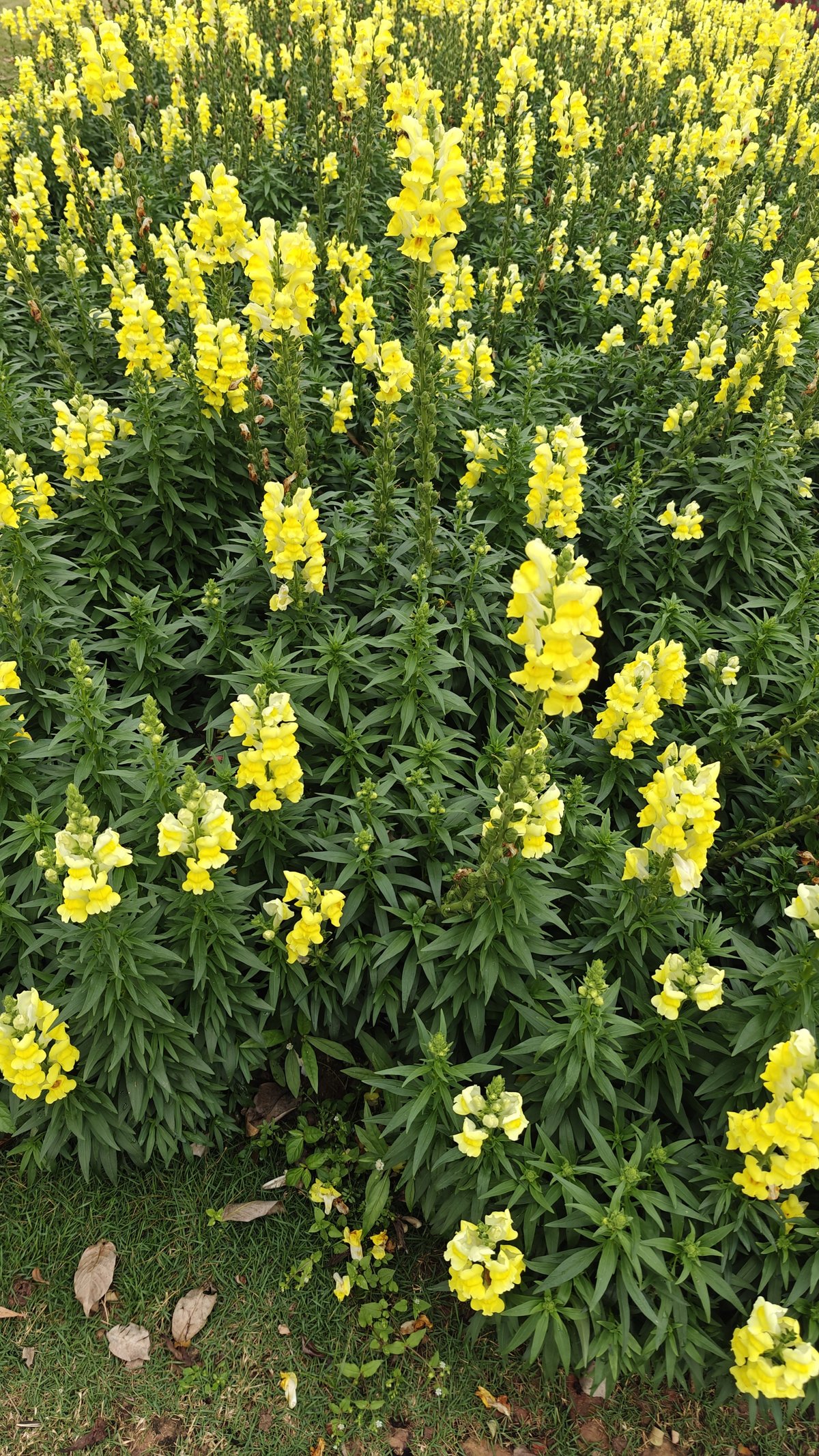 Yellow snapdragon flower close-up