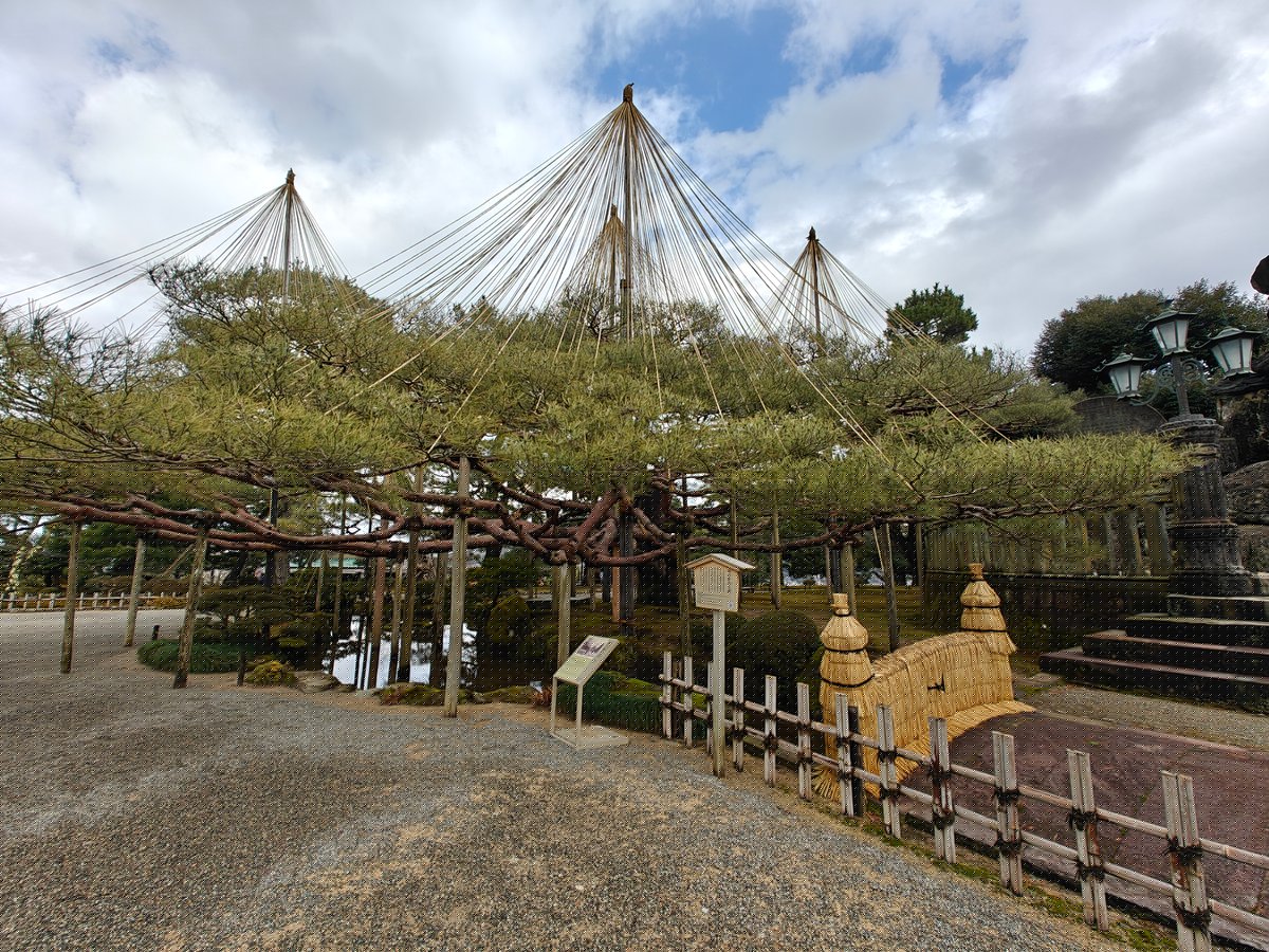 Yukitsuri pines and stone lanterns