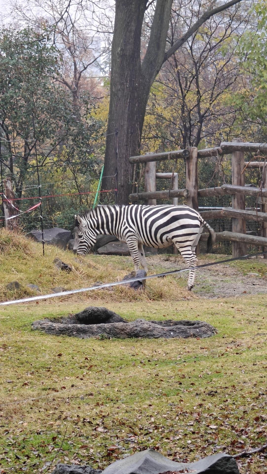 Zebra grazing in leafy enclosure
