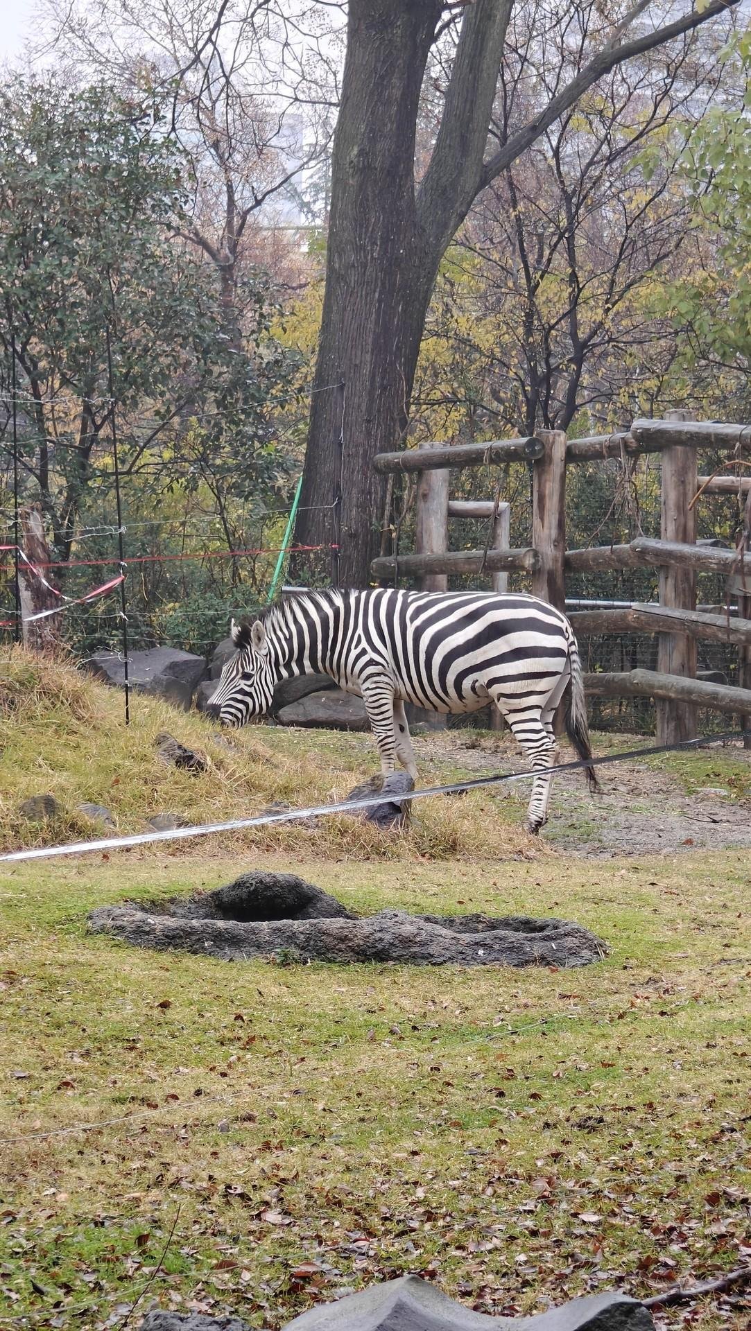 Zebra grazing in wooded enclosure