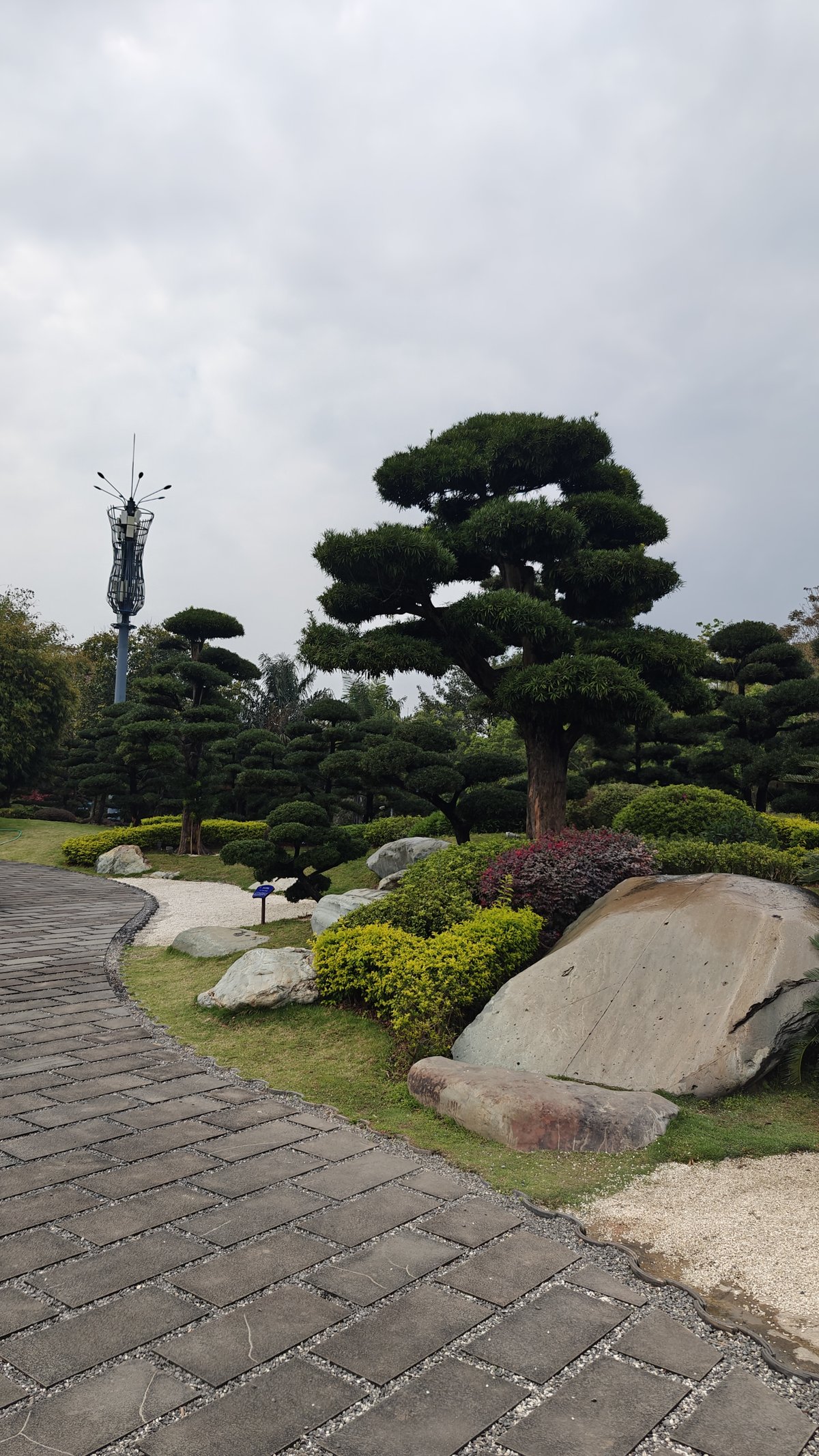Zen path with sculpted pines
