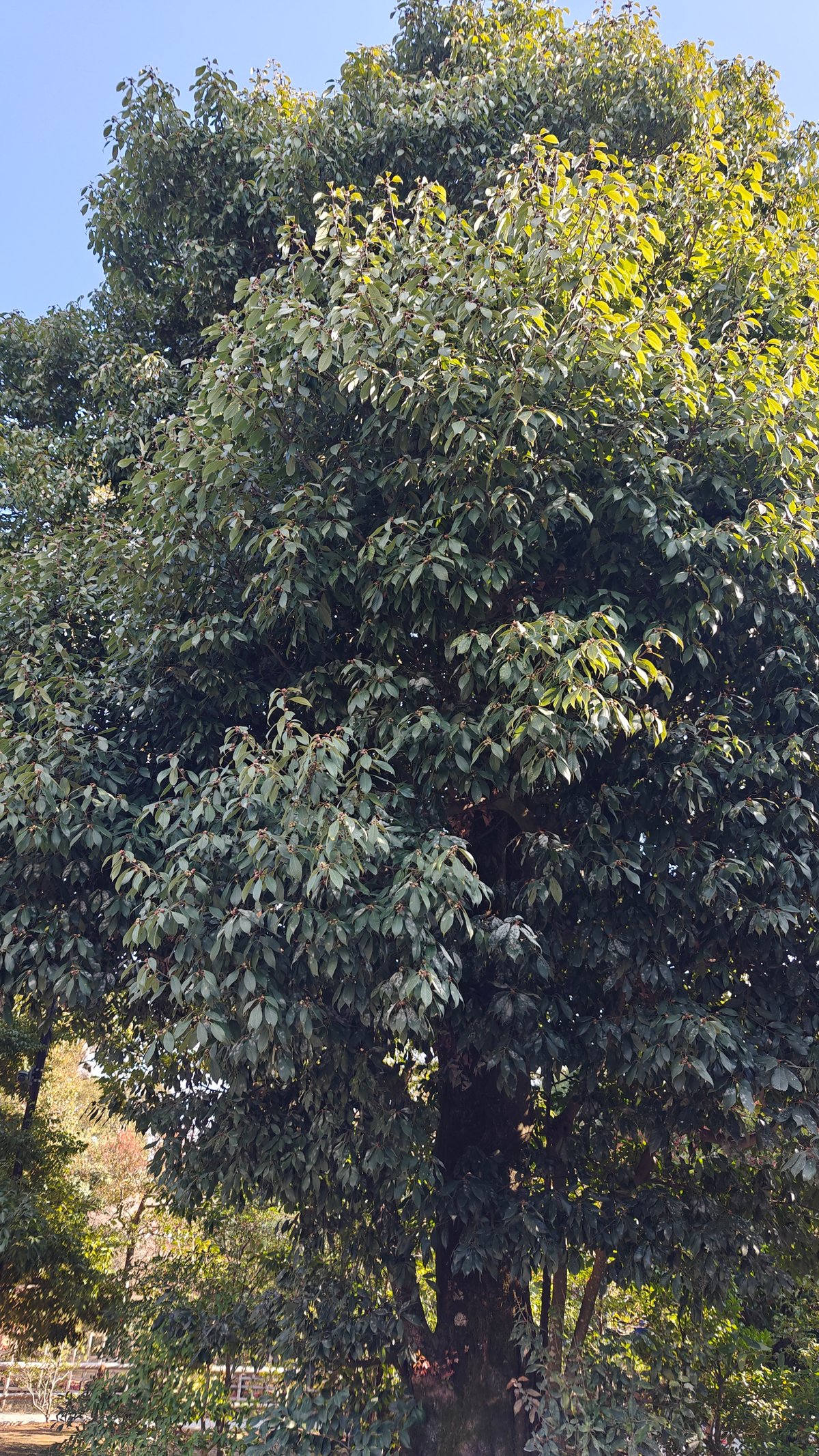 A large garden tree beside the pond