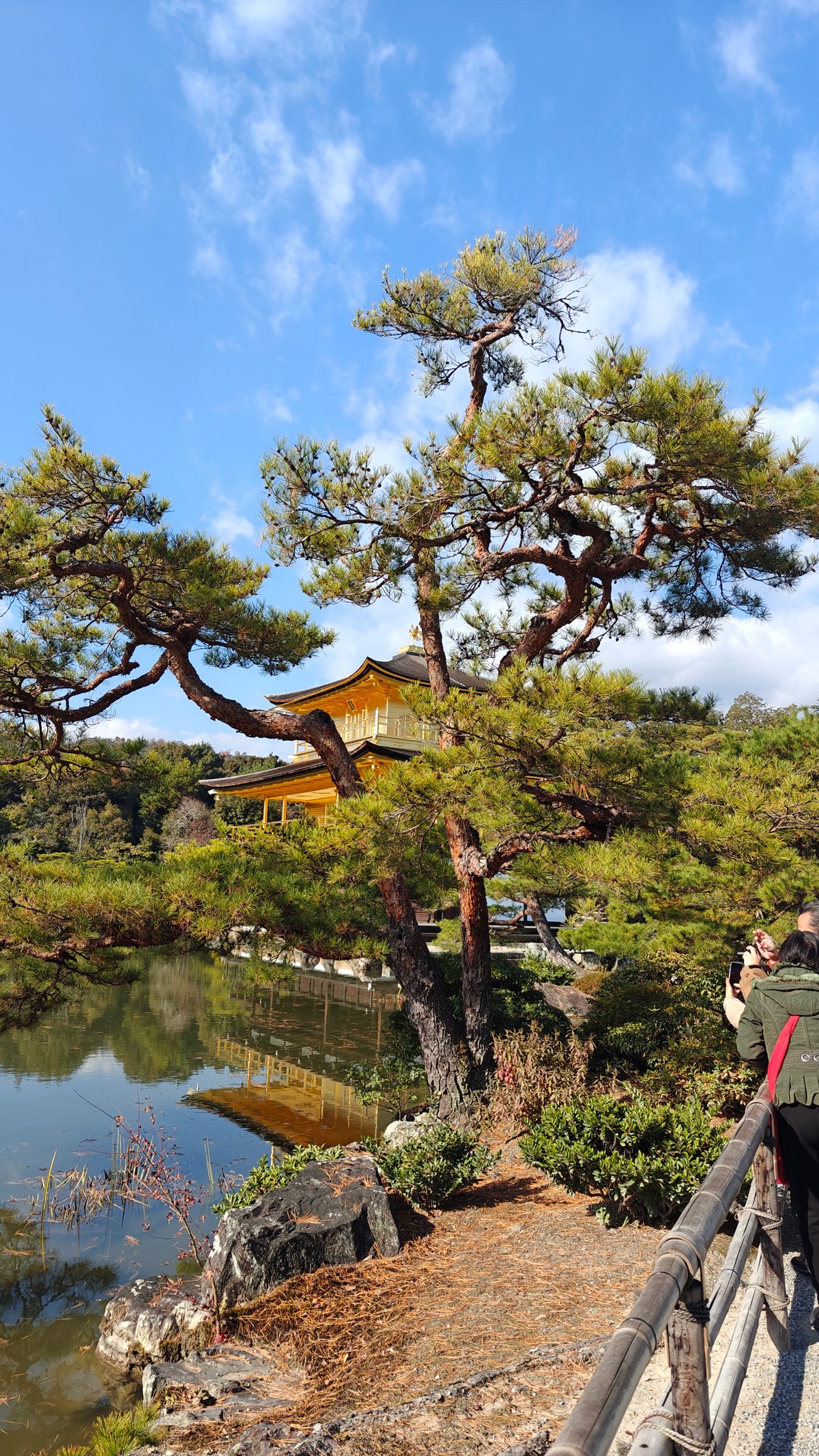A shaped garden pine with the pavilion's roof