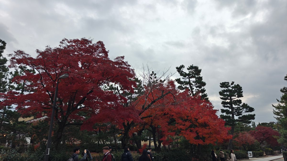 Autumn maple foliage among the pines in the