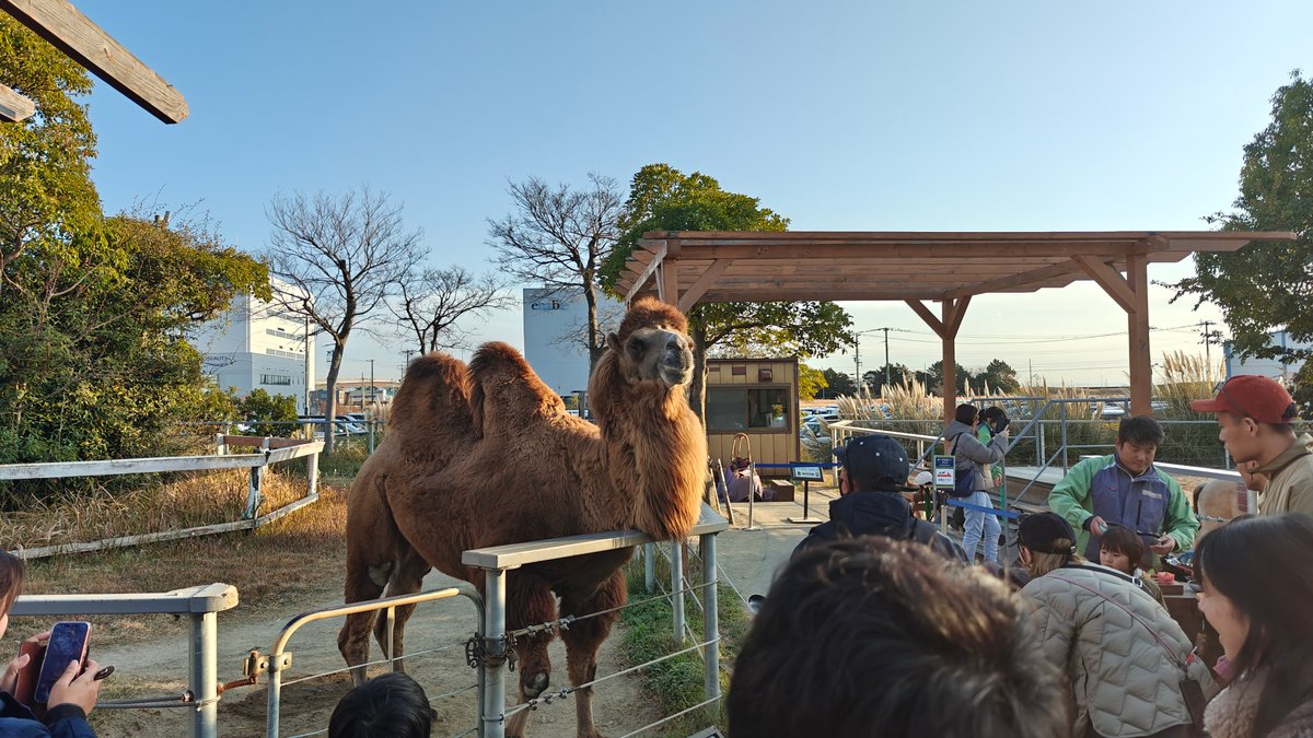Bactrian camel greeting visitors