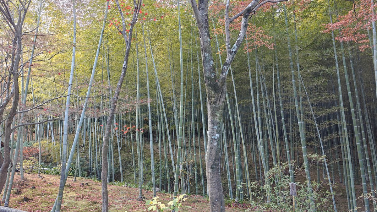 Bamboo grove in temple grounds