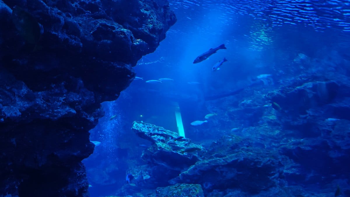 Big tank with fish and light beams