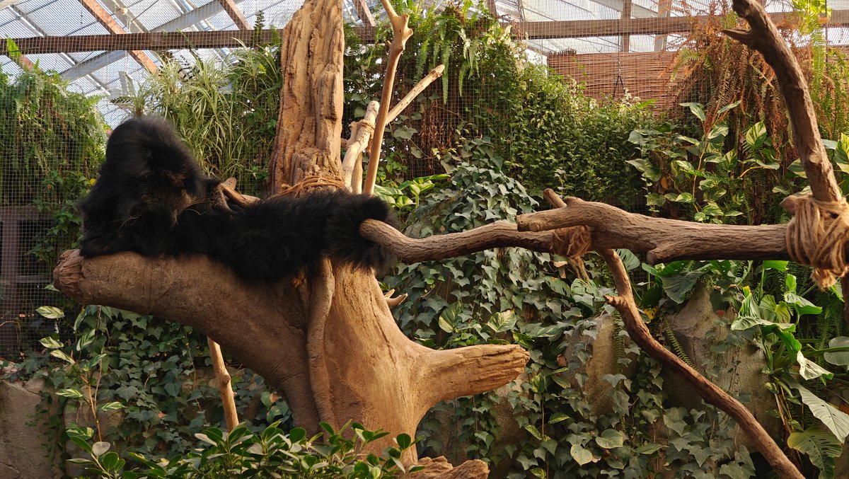 Binturong climbing along branch