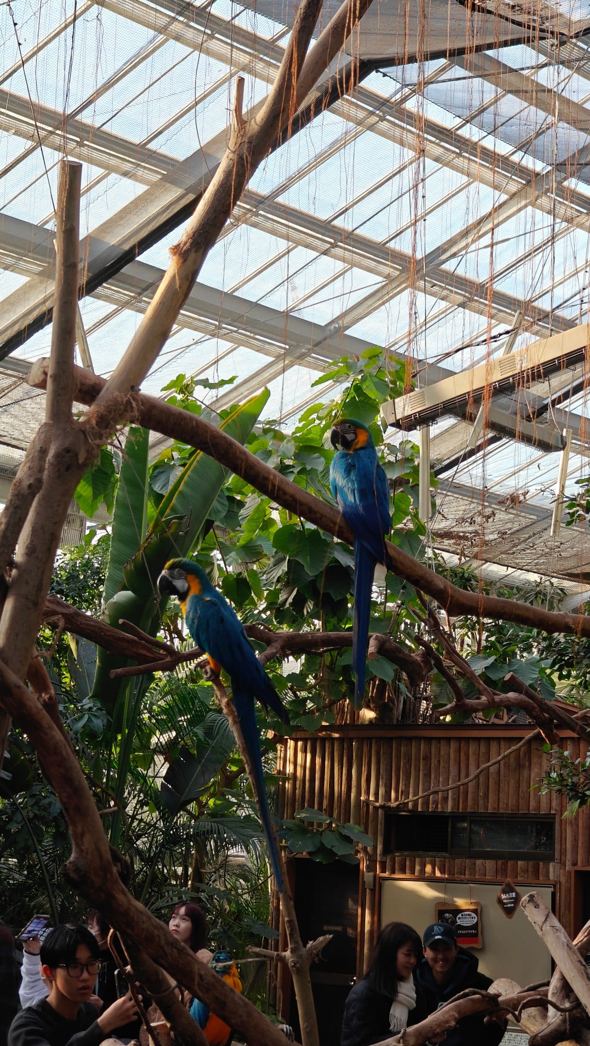 Blue-and-yellow macaw perched