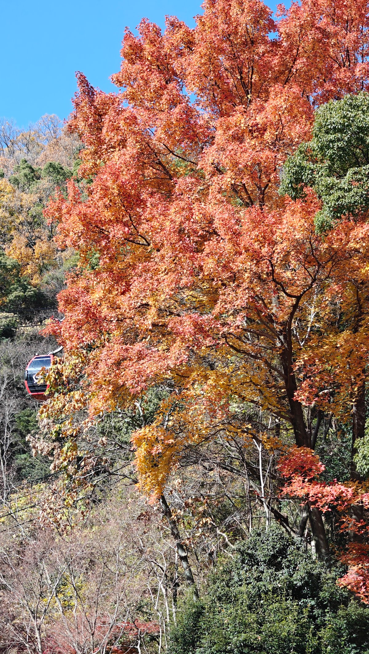 Brilliant autumn maple foliage