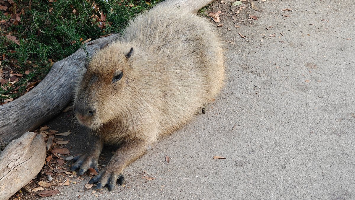 Capybara close-up portrait