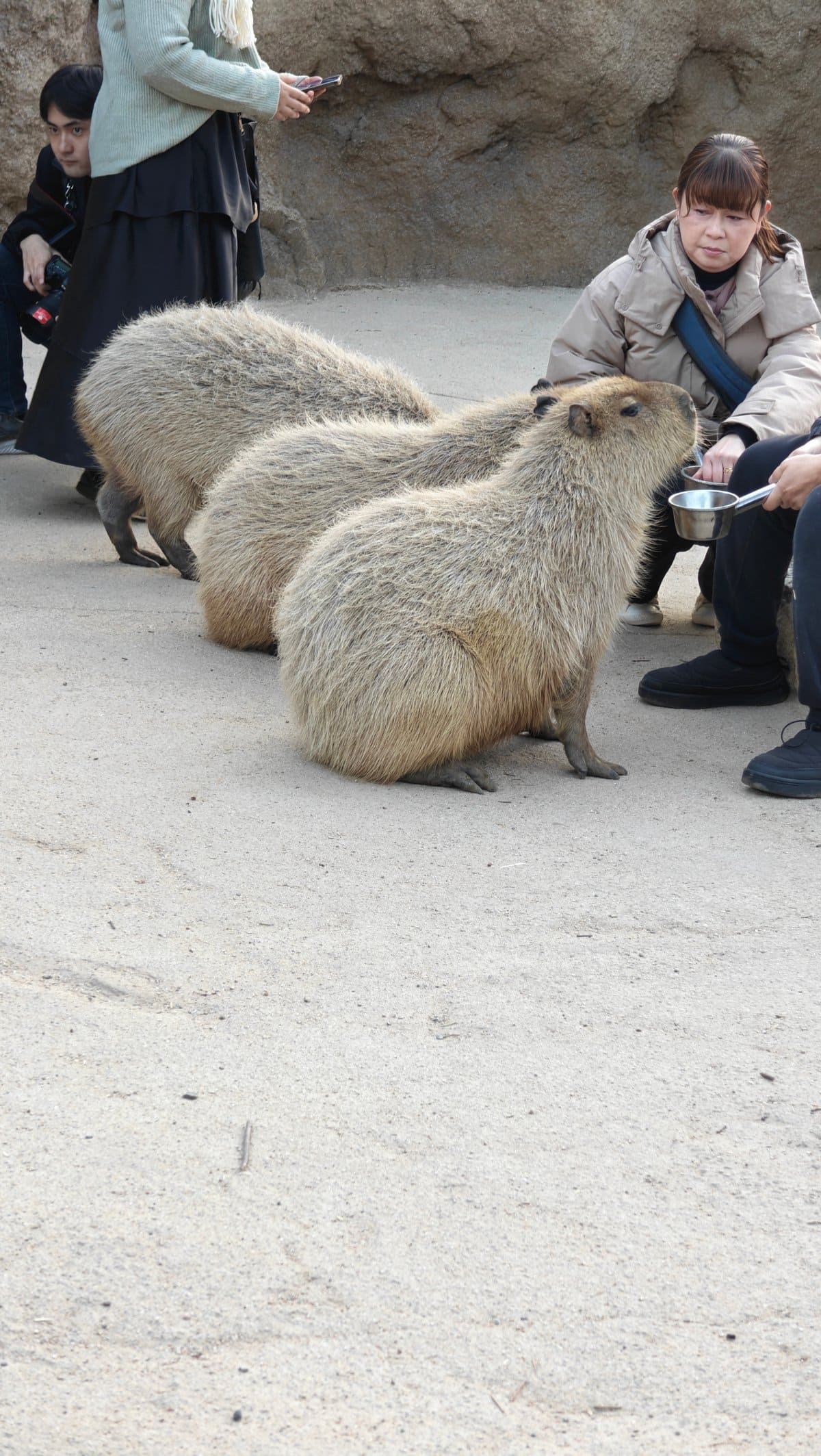 Capybaras hand-fed by visitors