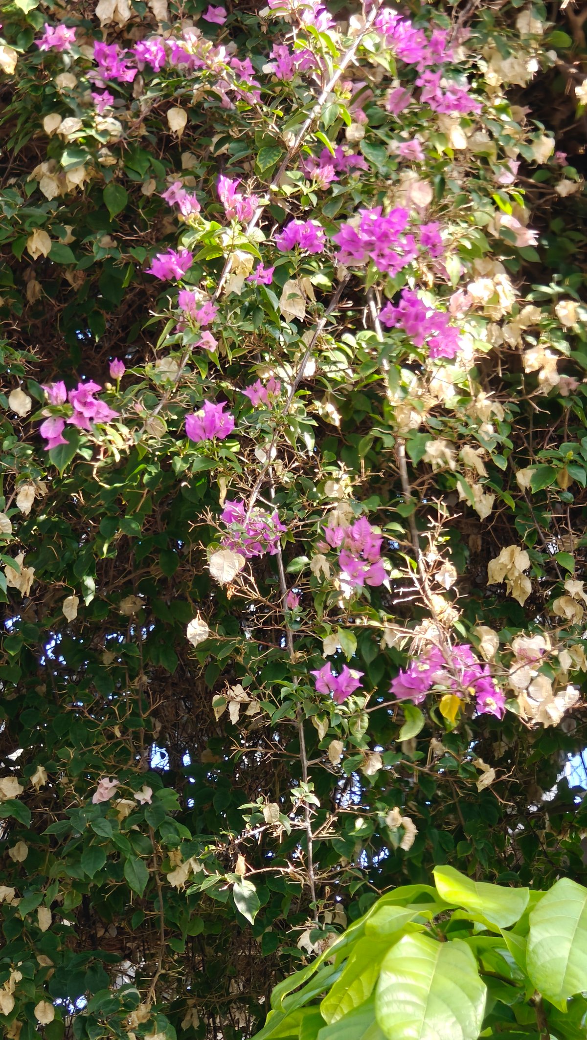Cascading pink bougainvillea