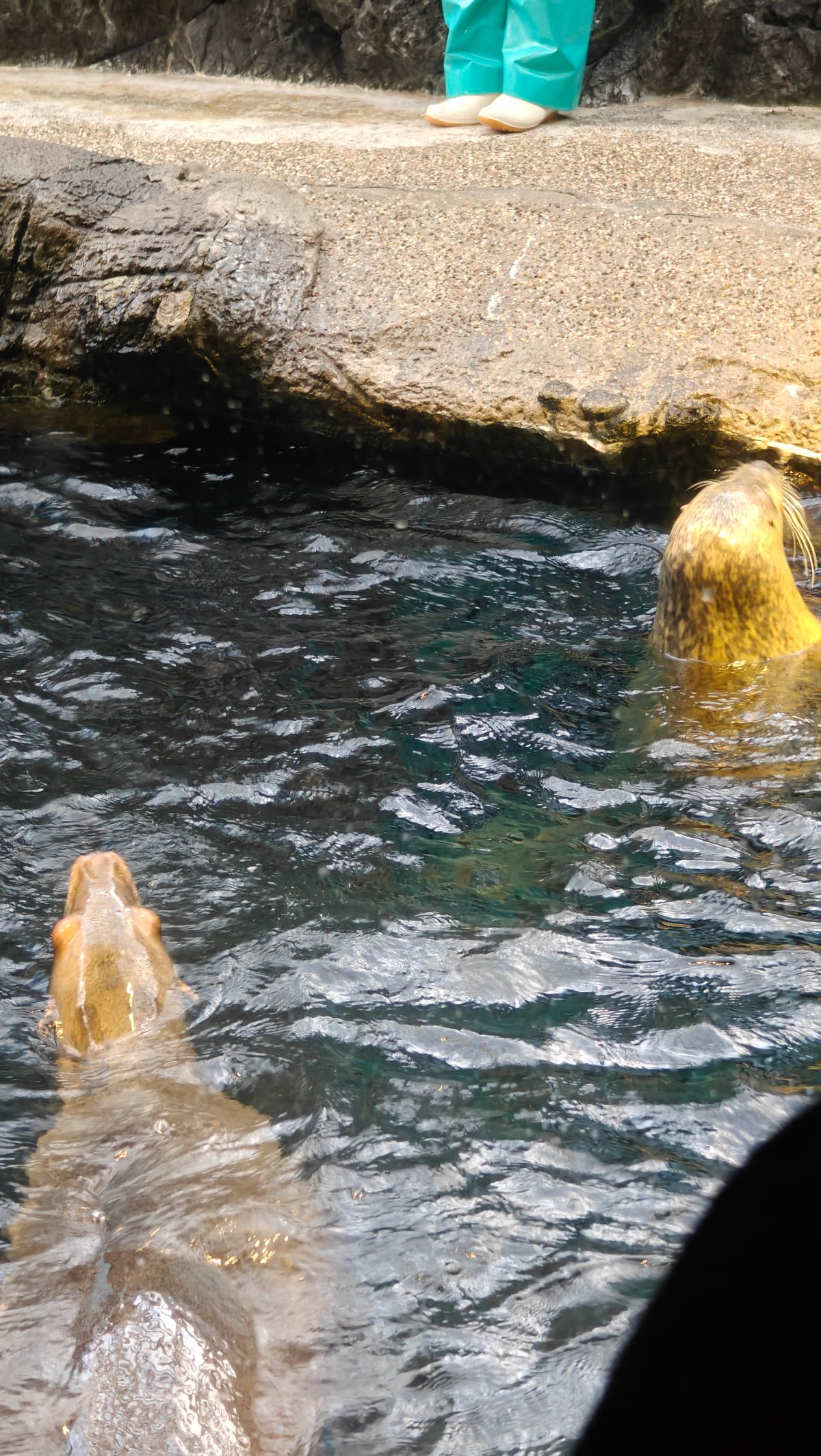 Close-up of marine mammal from above