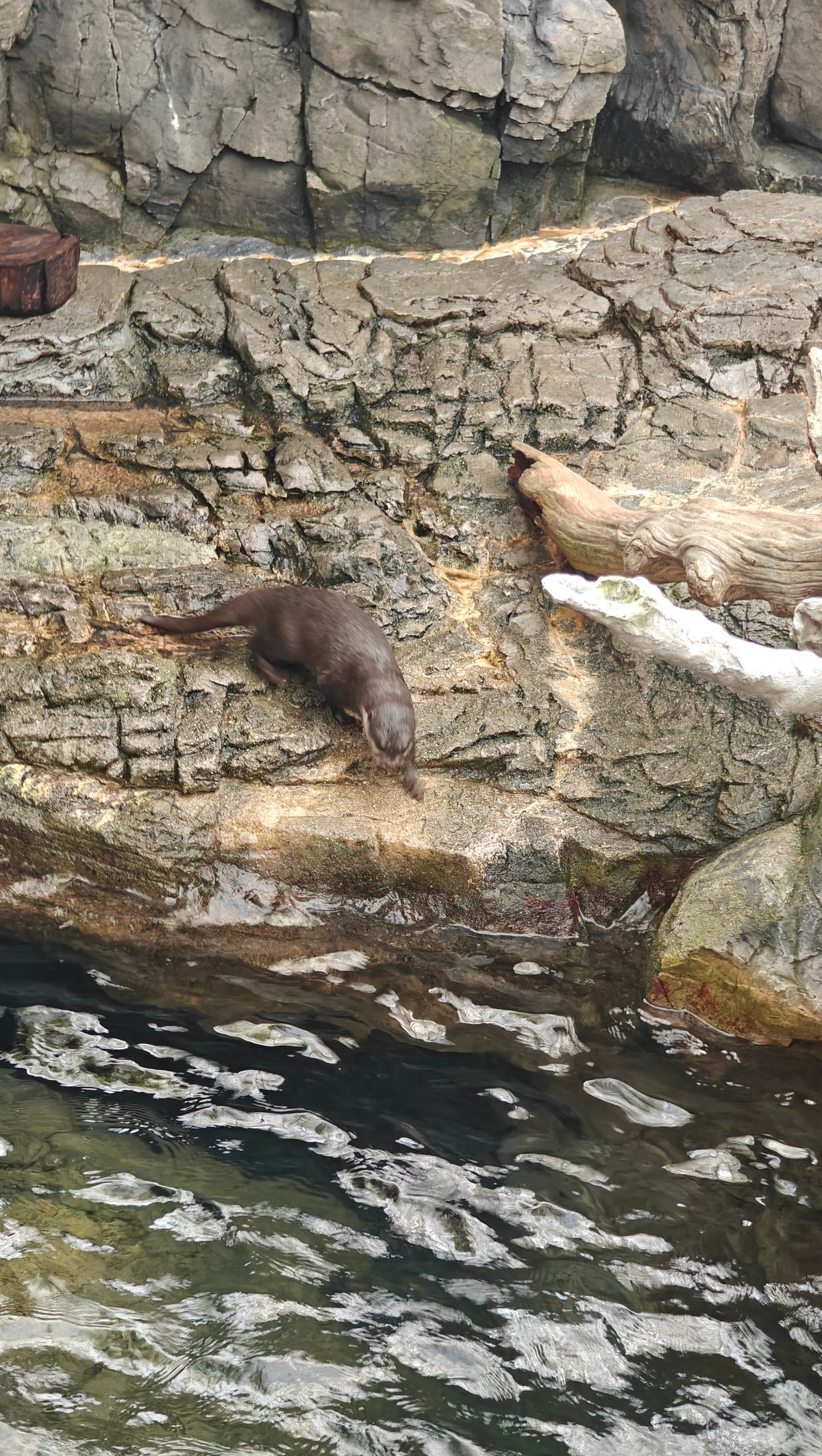 Close-up of sea creature in natural water habitat