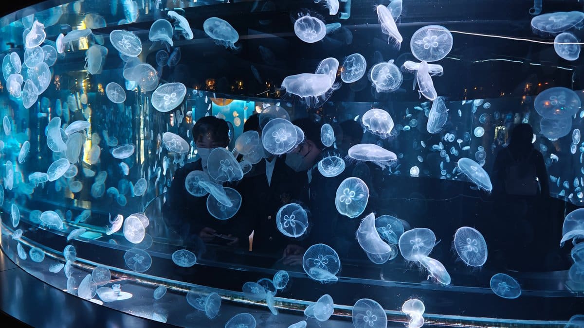 Cylindrical tank of moon jellies