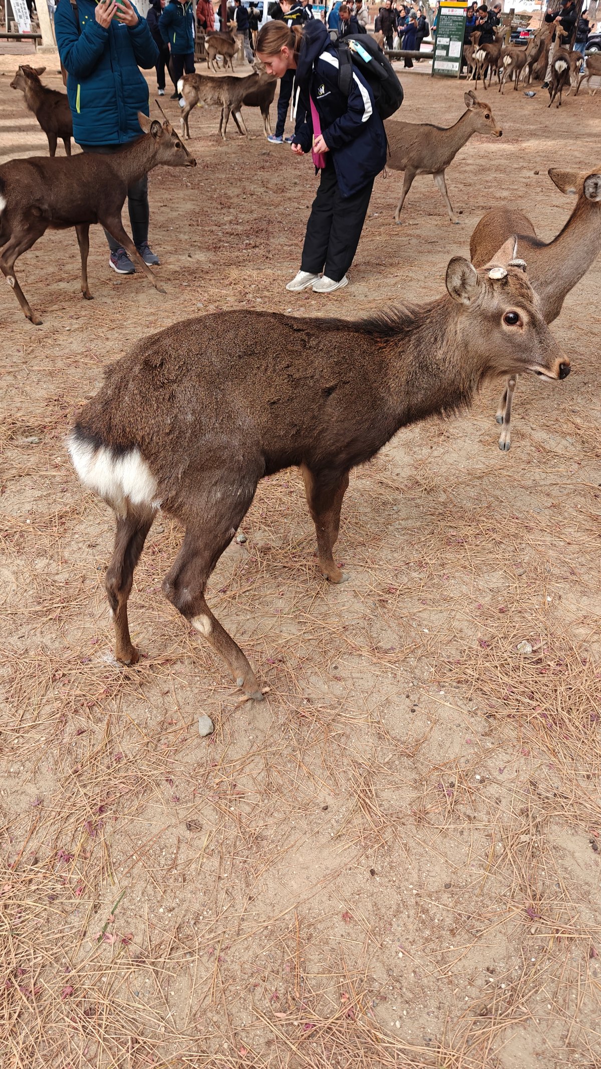 Dark brown deer walking with white tail patch,