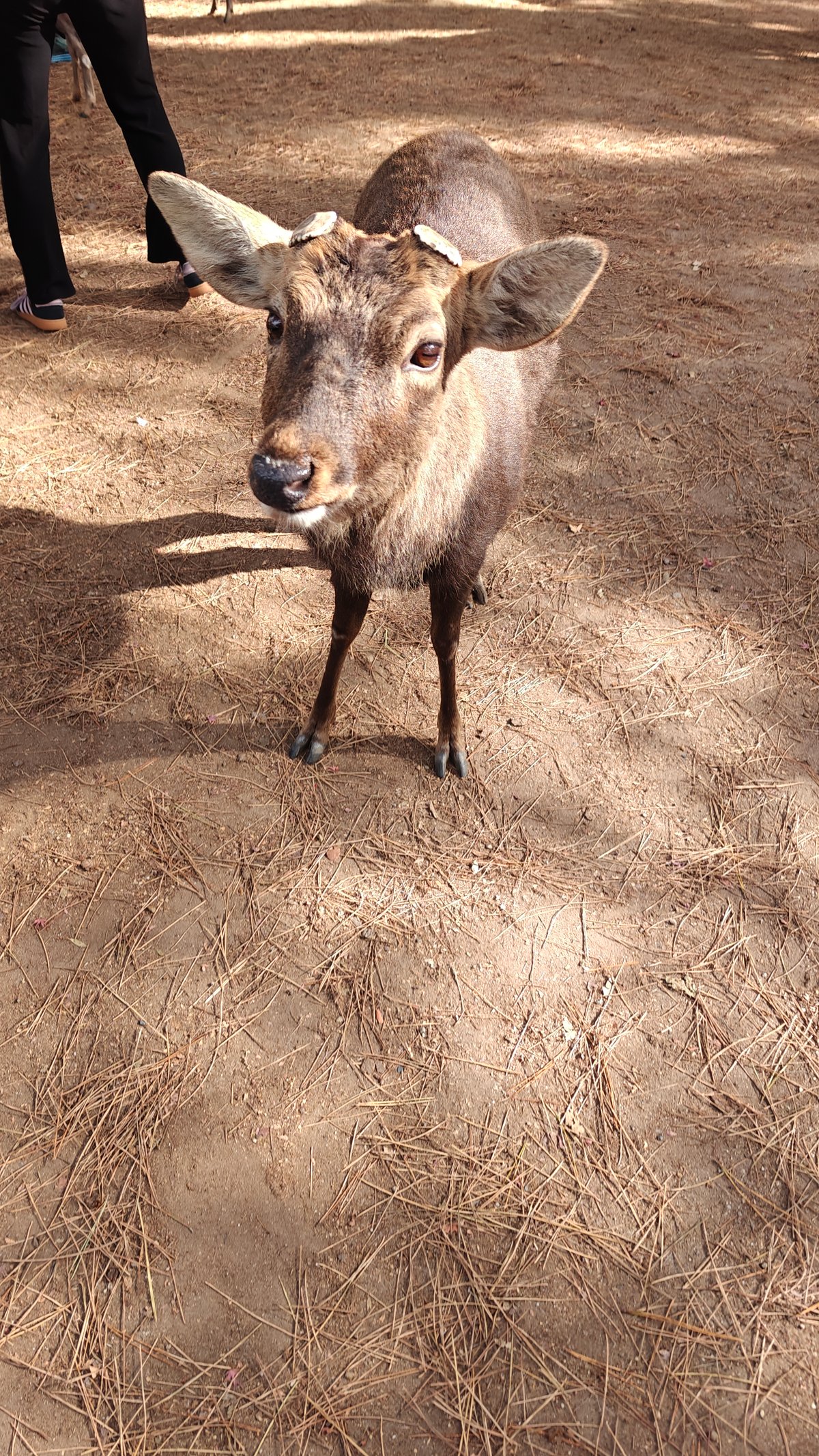 Deer looking at camera with another deer and