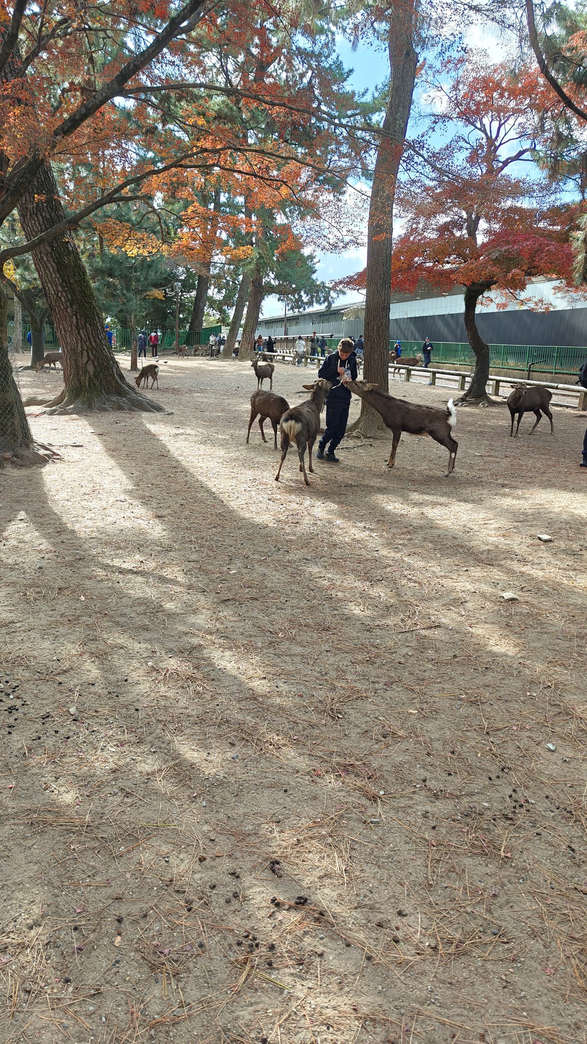 Deer stretching head toward camera, visitors with stroller