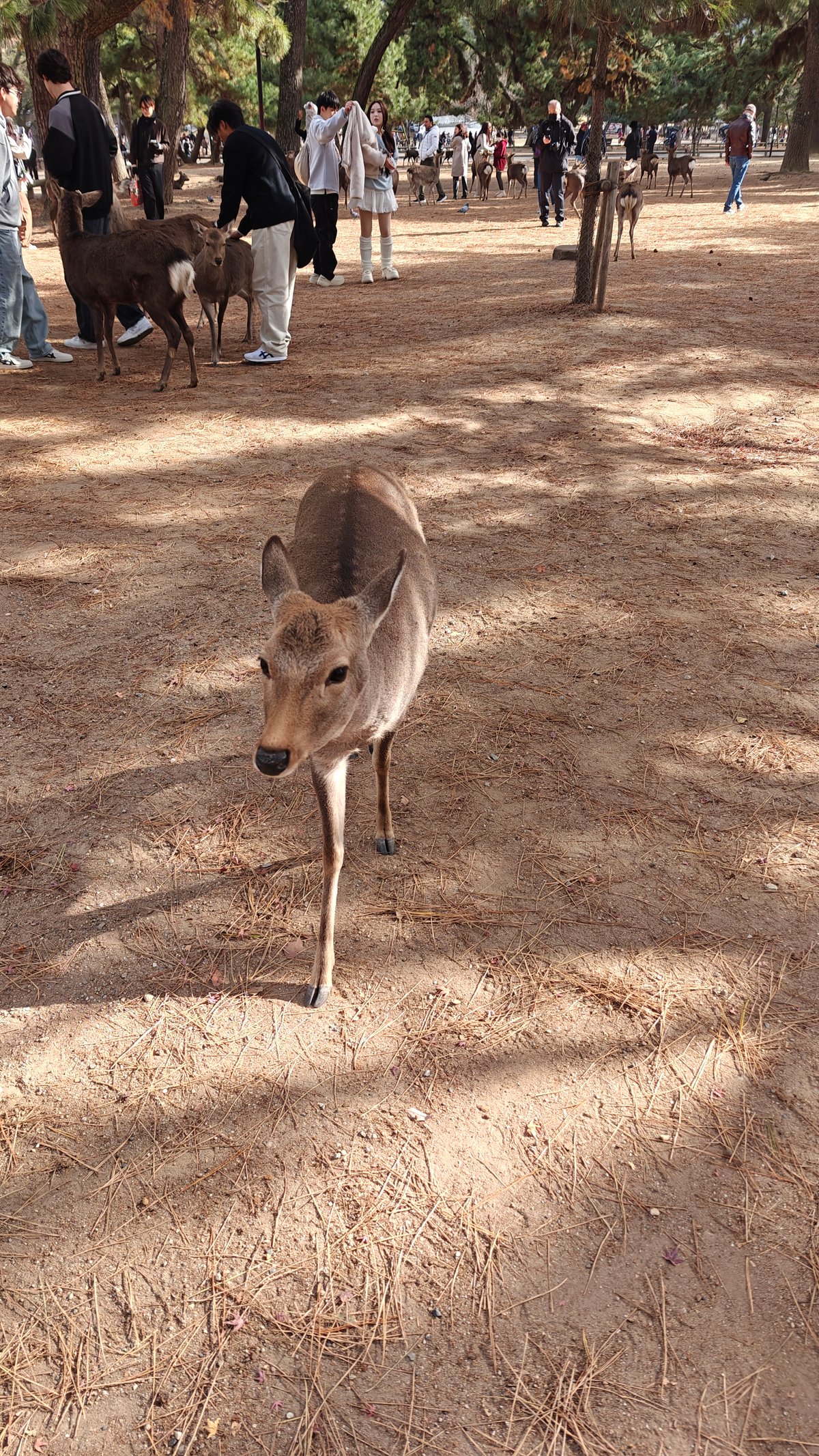 Deer turning away, showing spotted fur pattern and