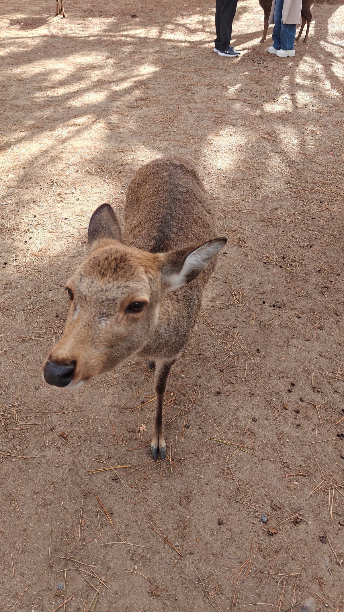 Deer walking toward camera on dirt path, other