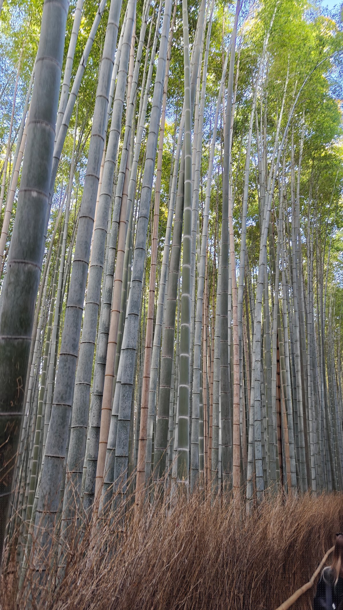 Dense tall bamboo stalks close-up