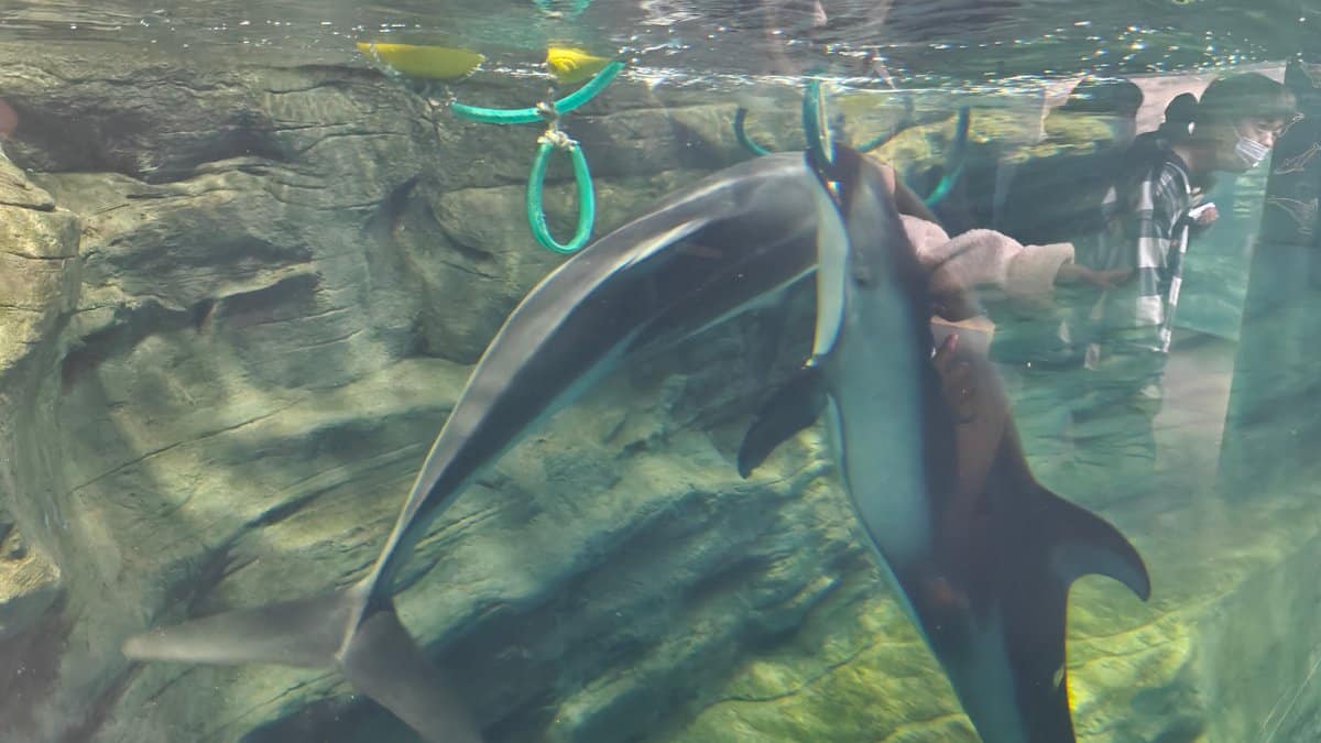 Dolphin at surface with tunnel