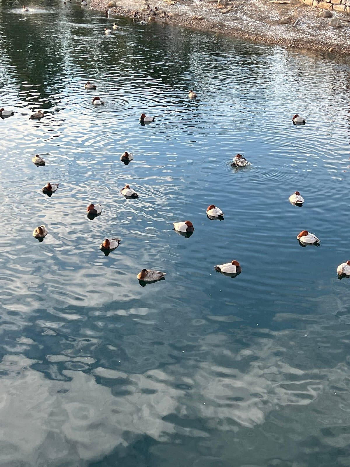 Ducks swimming on the calm harbor pond; reflections