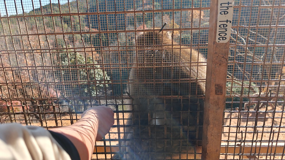 Feeding a monkey through the mesh