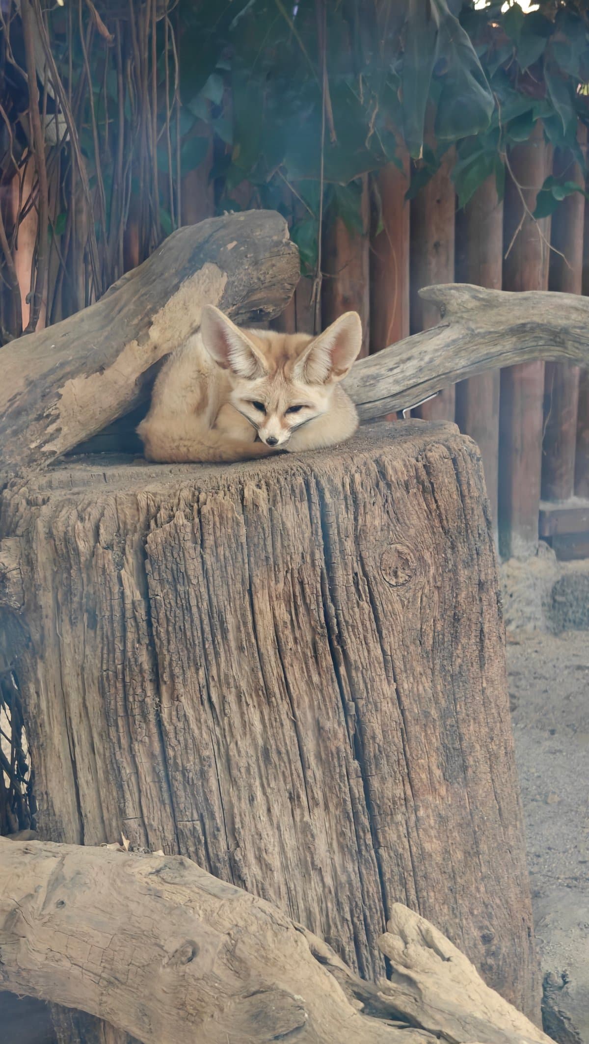 Fennec fox curled asleep