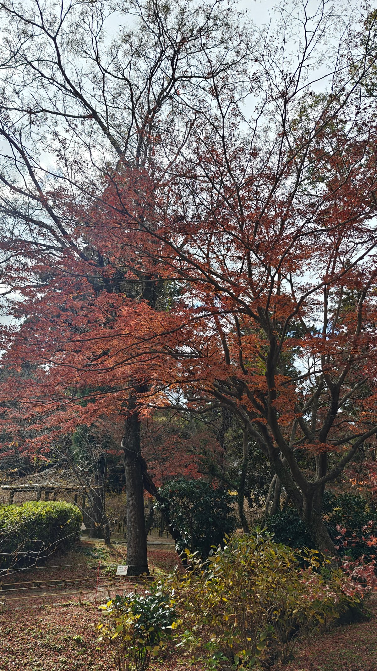 Fern garden under autumn canopy