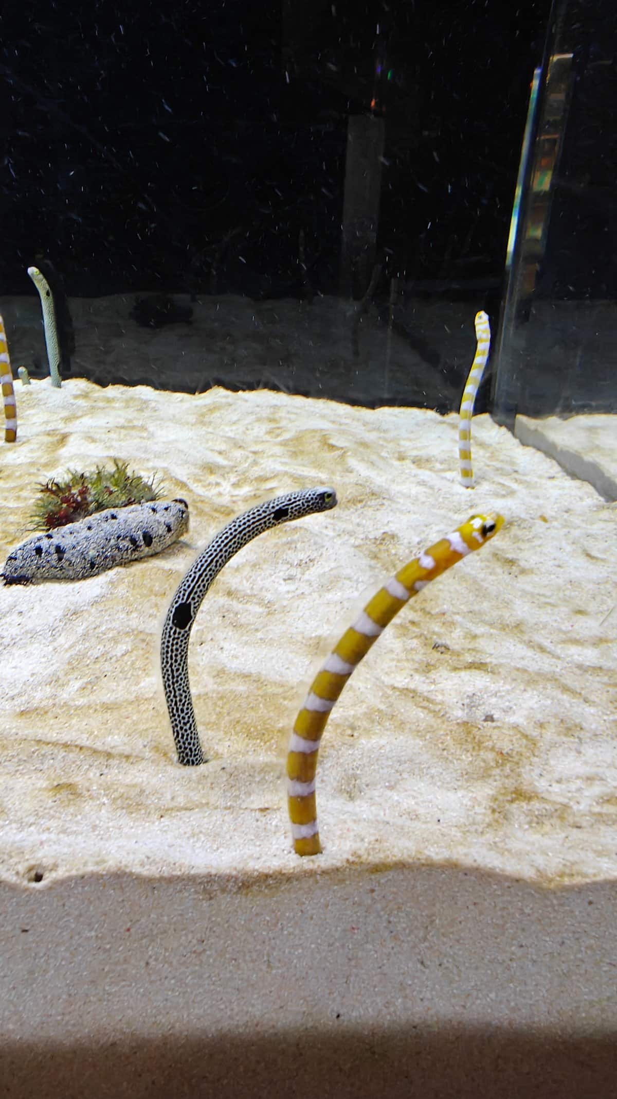 Garden eels in sandy bottom