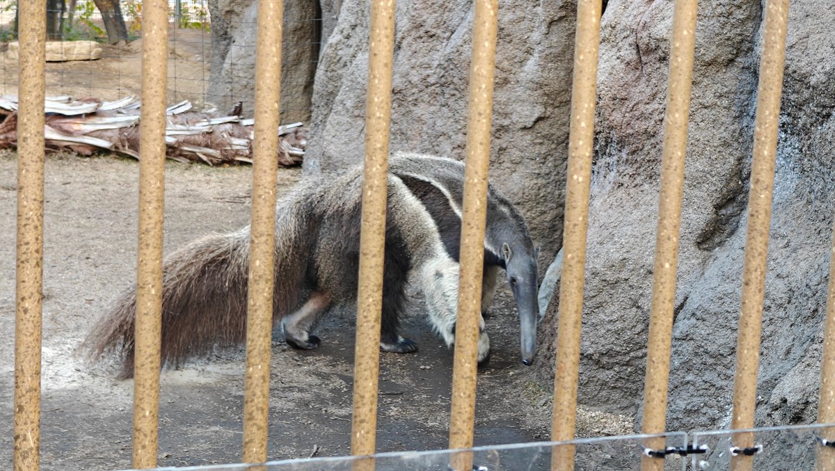 Giant anteater ambling with tail