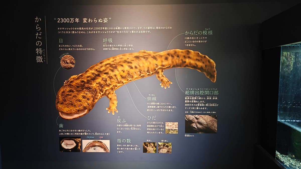 Giant salamander information panel