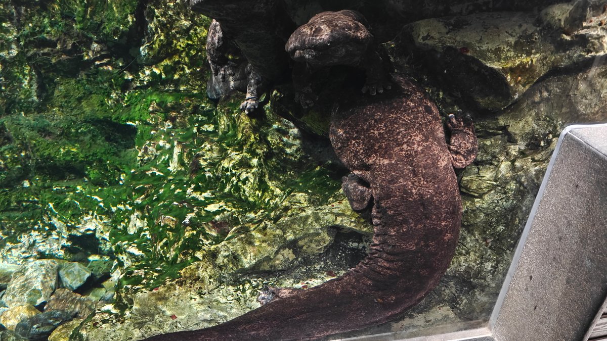 Giant salamander swimming underwater